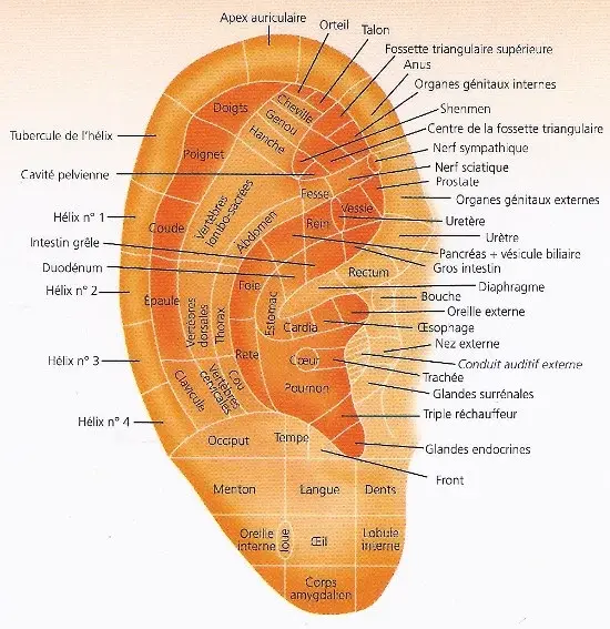 Réflexologie auriculaire